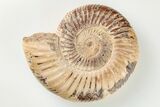 Polished Jurassic Ammonite (Perisphinctes) - Madagascar #203885-1